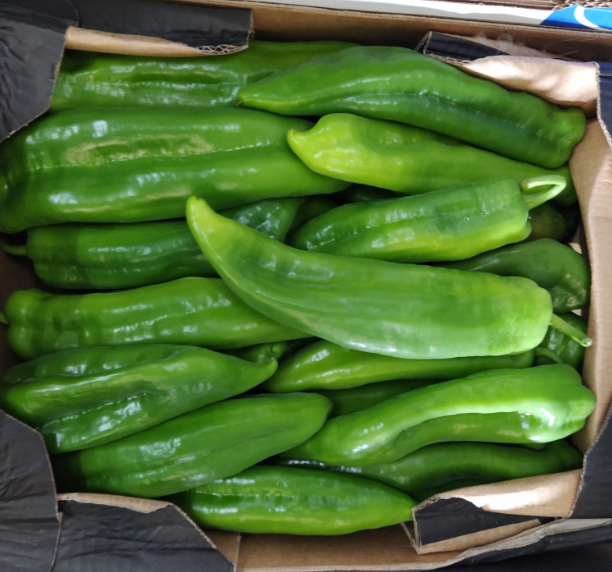 PIMIENTO VERDE ITALIANO - KG (España)
